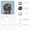 Graphique 2026 Classic Cats Wall Calendar | 12” x 12” | Thick Paper | Home & Office Organizer | Large Monthly Grid | 3 Languages & Marked Holidays | 4 Month Preview Page for 2027(Judging Dogs)