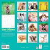 Graphique 2026 Classic Cats Wall Calendar | 12” x 12” | Thick Paper | Home & Office Organizer | Large Monthly Grid | 3 Languages & Marked Holidays | 4 Month Preview Page for 2027(Cute Kittens)