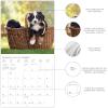 Graphique 2026 Classic Cats Wall Calendar | 12” x 12” | Thick Paper | Home & Office Organizer | Large Monthly Grid | 3 Languages & Marked Holidays | 4 Month Preview Page for 2027(Puppy Love)