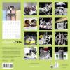 Graphique 2026 Classic Cats Wall Calendar | 12” x 12” | Thick Paper | Home & Office Organizer | Large Monthly Grid | 3 Languages & Marked Holidays | 4 Month Preview Page for 2027(Classic Cats)