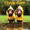 Puppy Love