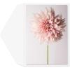 Graphique Pretty As a Flower | Blank Inside | Show Appreciation | Fashionable and Fun | Glitter Accents | Family and Friends | Color-Coordinated Envelope | 5″ x 7″ (Single Card)(Pretty As a Flower)