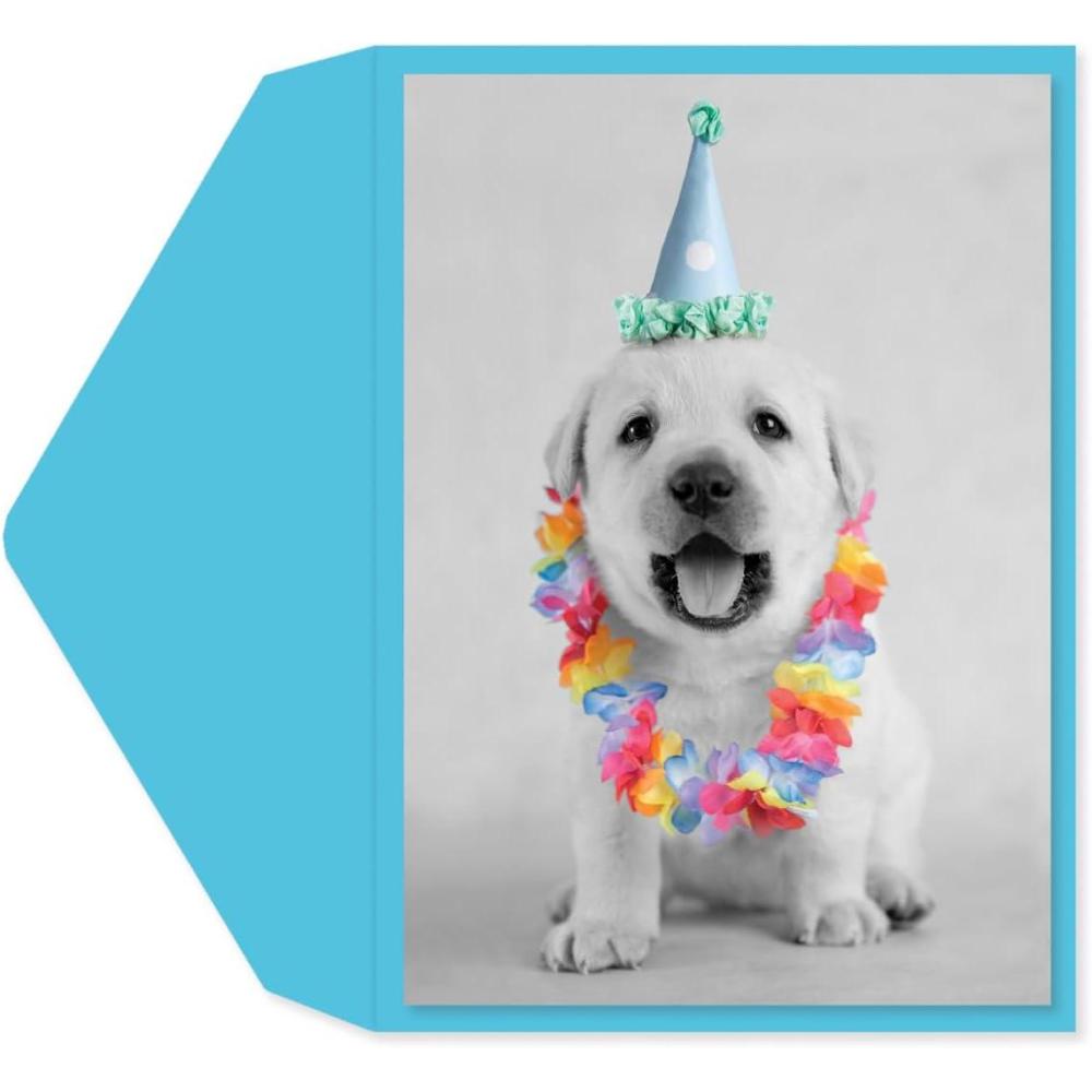 imageGraphique Party Cats Birthday Card Family and Friends ColorCoordinated Envelope 5quot x 7quotPuppy Party Hat