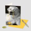 Graphique Party Cats Birthday Card, Family and Friends, Color-Coordinated Envelope, 5″ x 7″(All Wrapped Up)