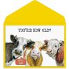 Graphique Party Cats Birthday Card, Family and Friends, Color-Coordinated Envelope, 5″ x 7″(Cows)